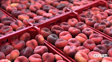 La fruta de hueso, como los paraguayos, es característica de la campaña de fruta de verano.
