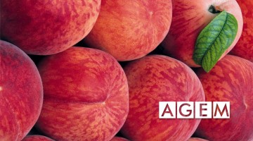 Frutas de verano - Melocoton y nectarina - AGEM