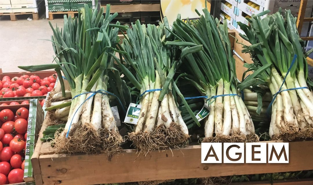 CALÇOTS - PREVISIONES DE LA CAMPAÑA