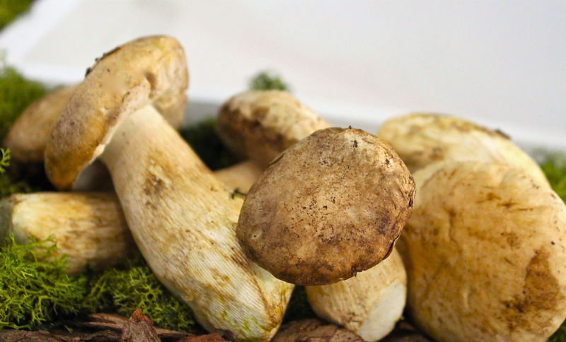 Boletus edulis - Ceps Boletus edulis - Ceps-boleto-AGEM - Mercabarna