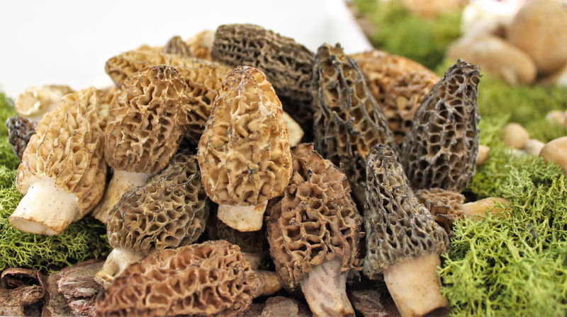 Colmenilla - Morilla - Murgoles Colmenilla o Morilla (Morchella deliciosa) - Murgoles