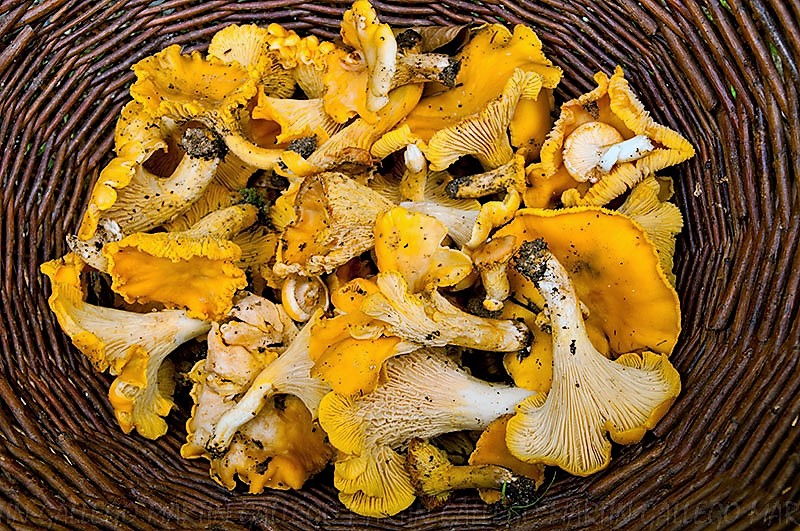 Rebozuelo - Rossinyols - Cantharellus