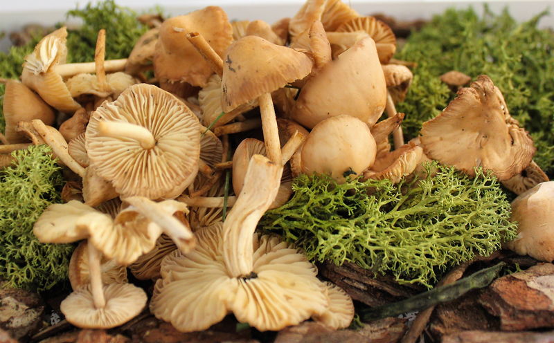 Senderilla -CAma-sec-carrereta-AGEM - Mercabarna Senderilla - Marasmius Oreade - Cama sec
