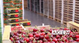 Las Cerezas alimento indispensable - AGEM - Mercabarna - Mayoristas de frutas y hortalizas - JUNIO 18