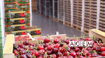 Las Cerezas alimento indispensable - AGEM - Mercabarna - Mayoristas de frutas y hortalizas - JUNIO 18