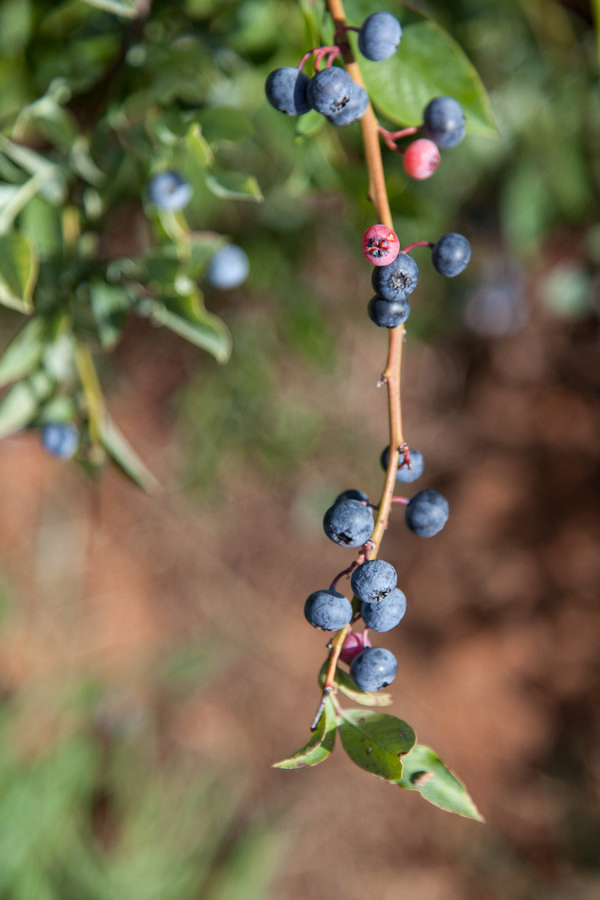 Bayas silvestres - Mayoristas de frutas y verduras - AGEM Mercabarna 1