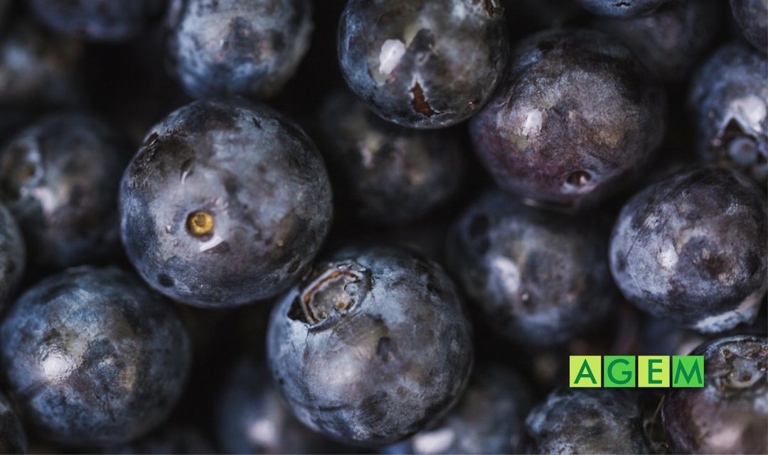 Tiempo de arándanos, un súper fruto en su momento más dulce