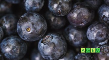 Tiempo de arándanos, un súper fruto en su momento más dulce