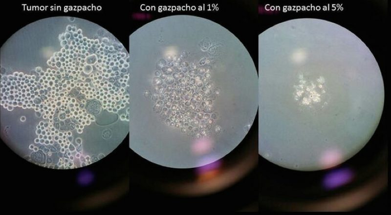 Células cancerígenas expuestas al gazpacho - AGEM - Mercabarna
