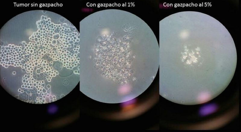 Células cancerígenas expuestas al gazpacho - AGEM - Mercabarna Células cancerígenas expuestas al gazpacho - AGEM - Mercabarna
